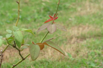 green leaf on the ground