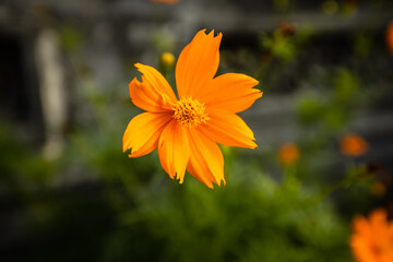 Close up of small marigold flower with green background. Nature and environment concept. Flower background.