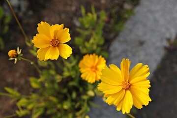 한국 경기도 시흥시 갯골생태공원 입니다