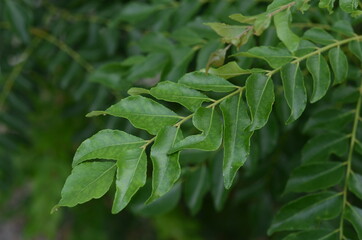 Fototapeta na wymiar The curry tree or curry leaf tree is a tropical to sub-tropical tree in the family Rutaceae, and is native to India