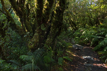 Forest at Kapuni Loop Track in Egmont National Park,Taranaki region on North Island of New Zealand 
