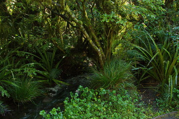 Fototapeta na wymiar Forest at Kapuni Loop Track in Egmont National Park,Taranaki region on North Island of New Zealand 