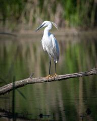 Seidenreiher