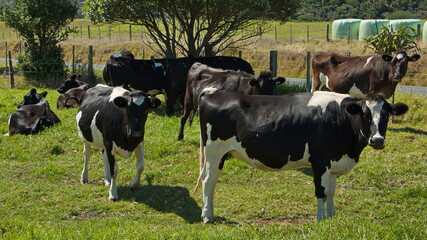 Cattle in Taranaki region on North Island of New Zealand 
