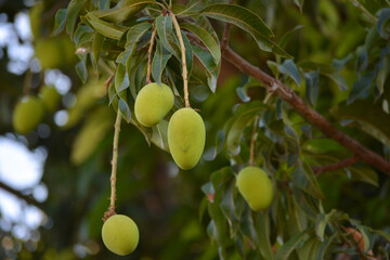 Close up of mangoes on a mango tree
