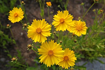 한국 경기도 시흥시 갯골생태공원 입니다
