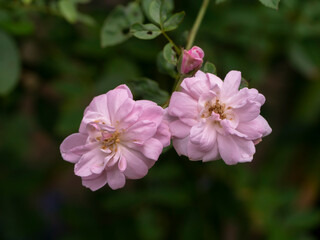 Close up pink of Damask Rose flower with blur background.