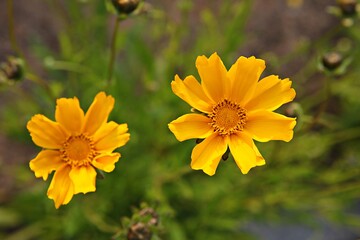 한국 경기도 시흥시 갯골생태공원 입니다