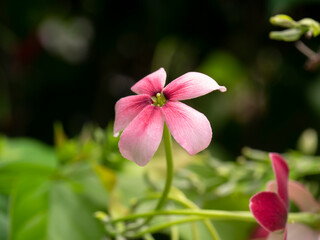 Close up of Chinese honey Suckle, Rangoon Creeper, Drunken Sailor flower