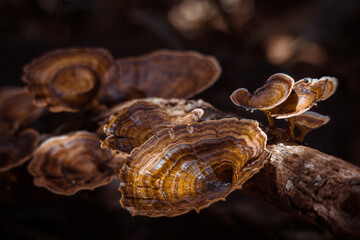 wooden textured mushroom in a rain forest 