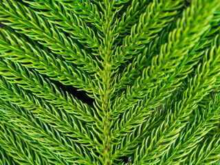 Close up of Norfolk Island Pine leaves background.