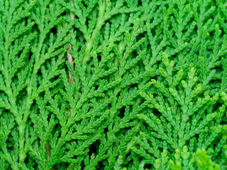 Green leaf of Chimese Arborvitae or Orientali Arborvitae tree background.
