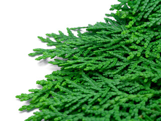 Green leaf of Chimese Arborvitae or Orientali Arborvitae tree on white background.