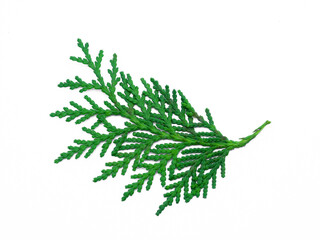Green leaf of Chimese Arborvitae or Orientali Arborvitae tree on white background.
