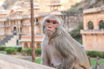 Jaipur, India, at the temple of the Sun God or Monkey temple