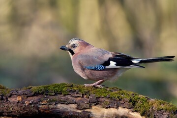 Eurasian jay ,,Garrulus glandarius,, in Danube wetland forest in spring sunny day, Slovakia, Europe