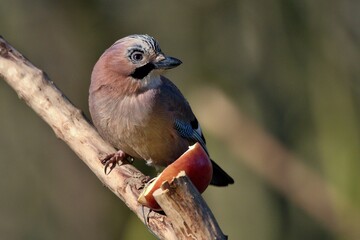 Eurasian jay ,,Garrulus glandarius,, in Danube wetland forest in spring sunny day, Slovakia, Europe