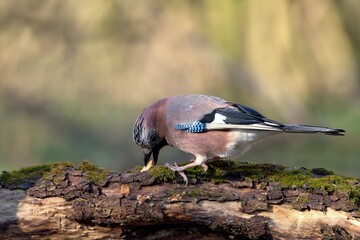 Eurasian jay ,,Garrulus glandarius,, in Danube wetland forest in spring sunny day, Slovakia, Europe