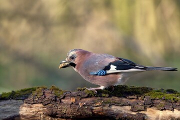 Eurasian jay ,,Garrulus glandarius,, in Danube wetland forest in spring sunny day, Slovakia, Europe