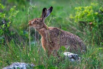 Wild brown hare sniffs the grass in a forest glade. Wildlife of mountains, european hare, Lepus europaeus