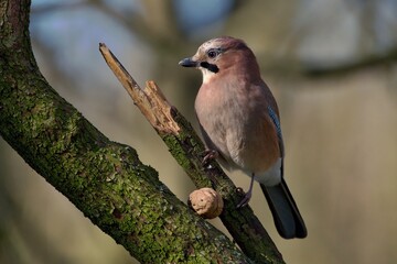Eurasian jay ,,Garrulus glandarius,, in Danube wetland forest in spring sunny day, Slovakia, Europe