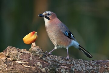 Eurasian jay ,,Garrulus glandarius,, in Danube wetland forest in spring sunny day, Slovakia, Europe