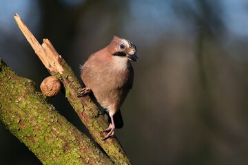 Eurasian jay ,,Garrulus glandarius,, in Danube wetland forest in spring sunny day, Slovakia, Europe