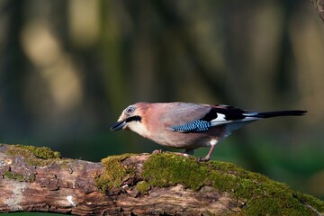 Eurasian jay ,,Garrulus glandarius,, in Danube wetland forest in spring sunny day, Slovakia, Europe