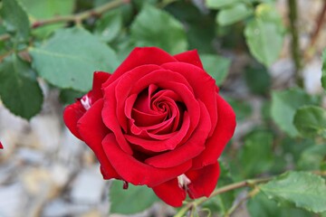 한국 경기도 시흥시 갯골생태공원 입니다