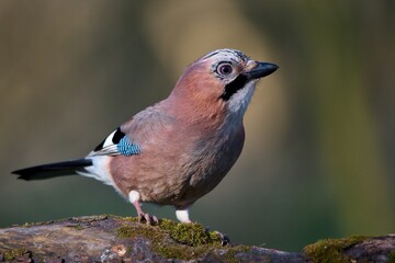 Eurasian jay ,,Garrulus glandarius,, in Danube wetland forest in spring sunny day, Slovakia, Europe