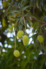 Close up of mangoes on a mango tree