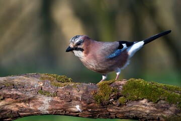 Eurasian jay ,,Garrulus glandarius,, in Danube wetland forest in spring sunny day, Slovakia, Europe
