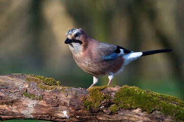 Eurasian jay ,,Garrulus glandarius,, in Danube wetland forest in spring sunny day, Slovakia, Europe