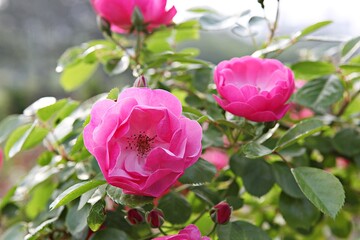 한국 경기도 시흥시 갯골생태공원 입니다