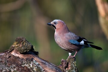 Eurasian jay ,,Garrulus glandarius,, in Danube wetland forest in spring sunny day, Slovakia, Europe