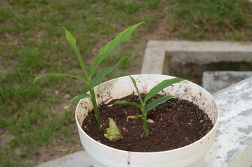 Ginger is a flowering plant whose rhizome, ginger root or ginger, is widely used as a spice and a...