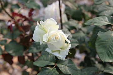 한국 경기도 시흥시 갯골생태공원 입니다