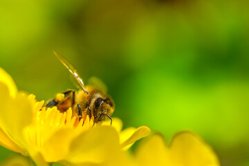 Bee sitting on a yellow flower.