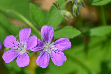 Spring morning first forest flowers close up