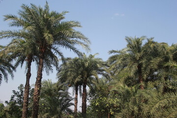 palm trees against blue sky