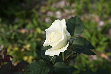 한국 경기도 시흥시 갯골생태공원 입니다