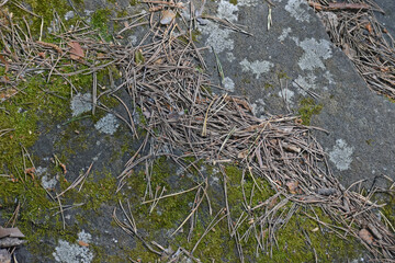 The forest stone is covered with moss and covered with pine needles