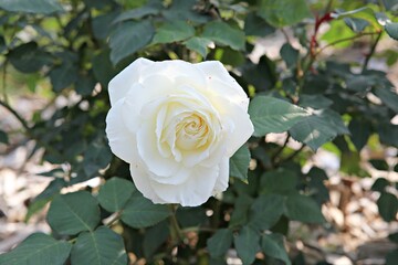 한국 경기도 시흥시 갯골생태공원 입니다