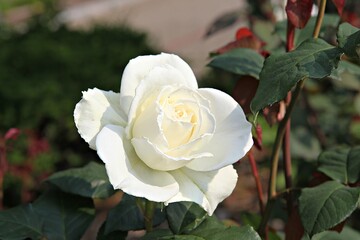 한국 경기도 시흥시 갯골생태공원 입니다