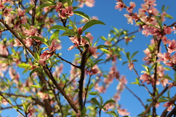 pink blossoms