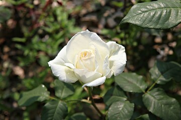 한국 경기도 시흥시 갯골생태공원 입니다