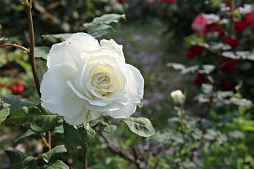 한국 경기도 시흥시 갯골생태공원 입니다