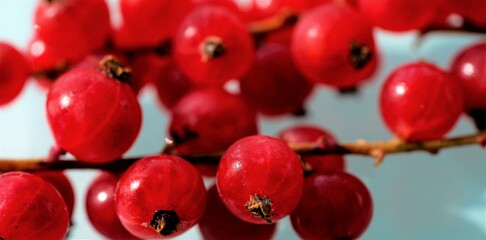 bunch of red currant