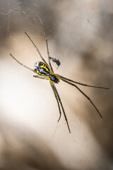 Spider, hanging on a cobweb.