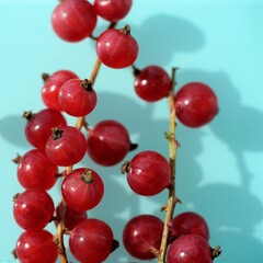 red currant berries